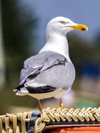 Seagull Herring Gull Bird Water