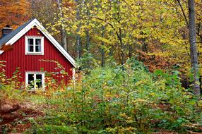 Autumn Sweden Forest Indian