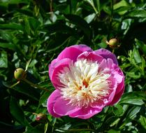 Peony Pink And White Nature