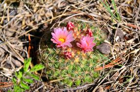cactus hiding