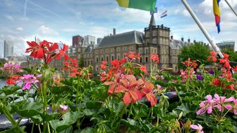 Binnenhof geranium Flowers