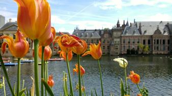 Binnenhof Flowers Den Haag