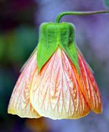 Flower Bell