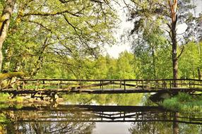 long bridge with trees