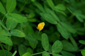 Flower Solitary