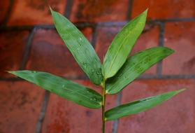 Bamboo Leaves Green Leaf