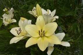 Yellow lily Petals Flowers