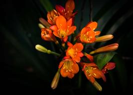 Flower Shrub Clivia