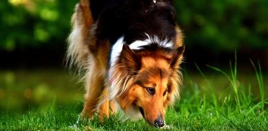 Collie Dog Animal