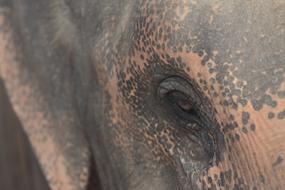 Elephant Nature The Environment