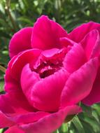 Flowers Rosebush Pink