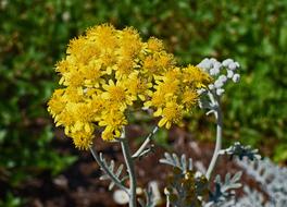 Silver Leaf Cineraria Flower