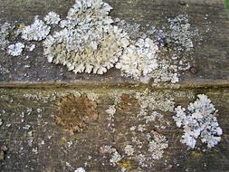 Lichen Wood Texture