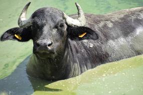 Buffalo Animal Cattle