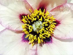 Beauty Natural Flower