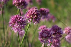 Garlic Decorative Plant