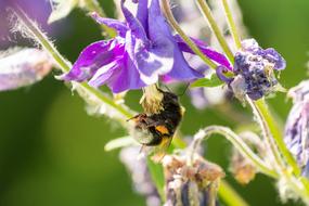 Nature Bee Flower