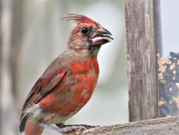 red Bird at Wildlife Nature