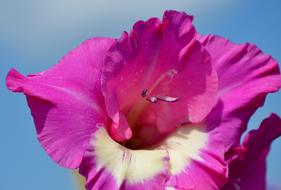 Gladiolus Gladidus Butterfly