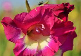 Gladiolus Butterfly flower