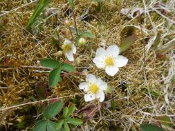 Strawberry Blossoms Spring Flower