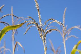 Corn Plant Field