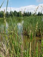 Nature Lakes Reed Resting