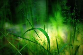 tall green grass plant