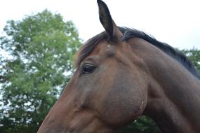 closeup photo of Horse head Profile