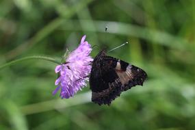 butterfly with a flower on the grass