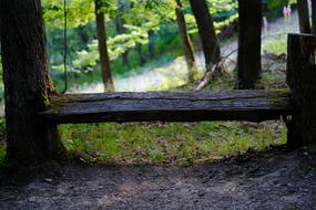 tree bench in the woods