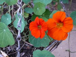Flower Hanging Basket Green