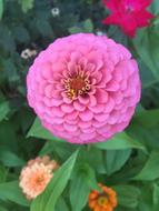 Pink Flower Zinnia