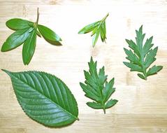 nature plants the leaves leaf