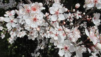 White Spring