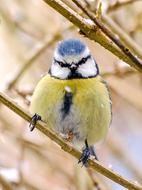 Blue Tit Songbird Garden