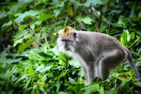 Grey Monkey Animal in wildlife