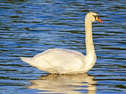 Swan Mute Bird on river