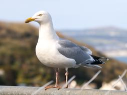 Herring Gull Seagull Bird Water