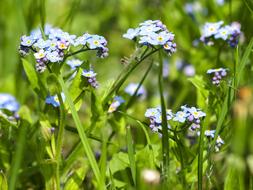 Forget Me Not Flower Blossom