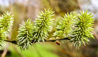 Pasture Bud Tree