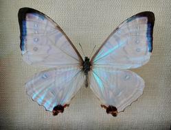 Butterfly Mother Of Pearl