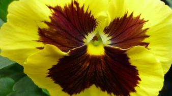 Pansy Flower Blossom