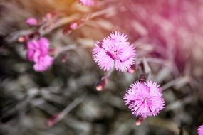 Cloves Cushion Flowers Dianthus