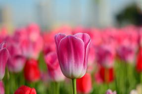 beauty pink Tulips flowers