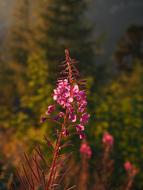 a pink long flower in a field