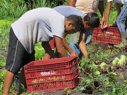 human harvest