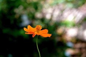 Flower Yellow Nature