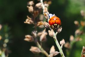 macro view of Ladybug Bug at Wildlife