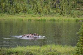 Animal Nature Landscape